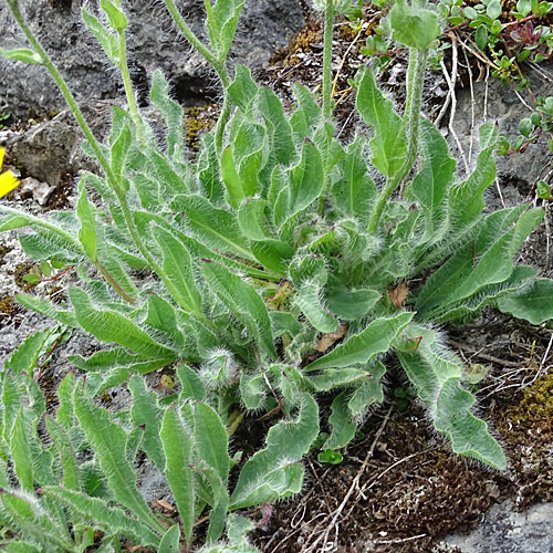 Zottiges Habichtskraut / Hieracium villosum