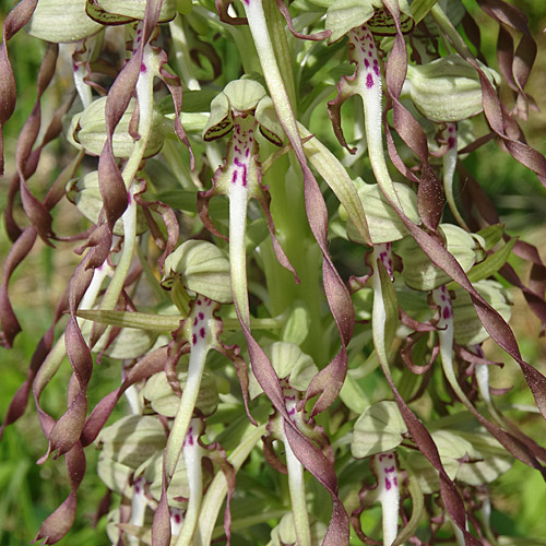 Bocks-Riemenzunge / Himantoglossum hircinum