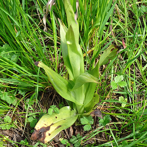 Bocks-Riemenzunge / Himantoglossum hircinum