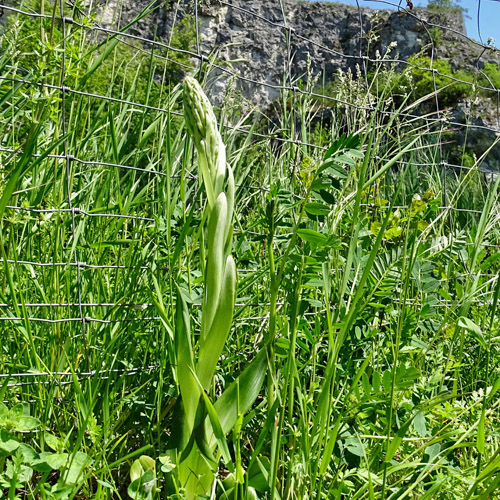 Bocks-Riemenzunge / Himantoglossum hircinum