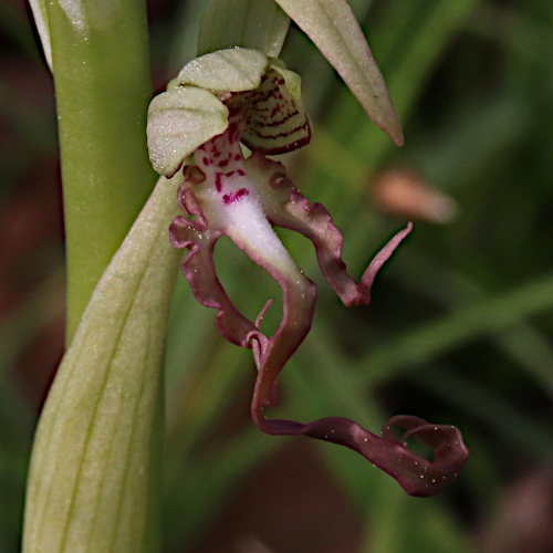 Bocks-Riemenzunge / Himantoglossum hircinum