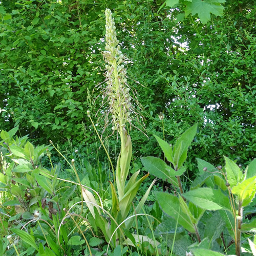 Bocks-Riemenzunge / Himantoglossum hircinum