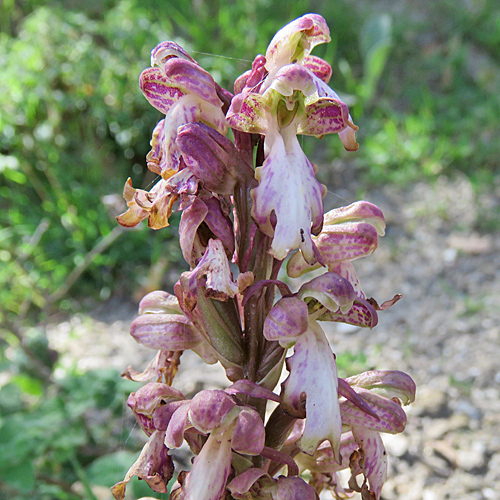 Mastorchis / Himantoglossum robertianum