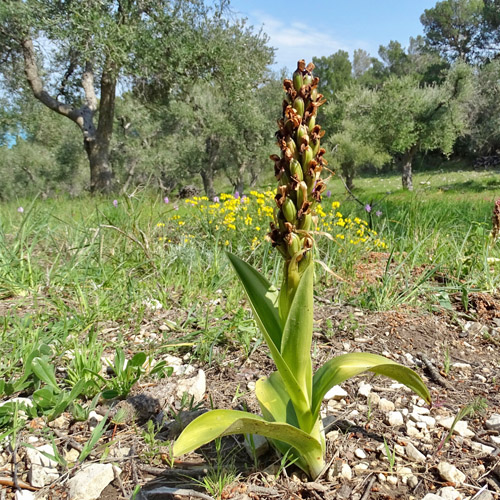 Mastorchis / Himantoglossum robertianum