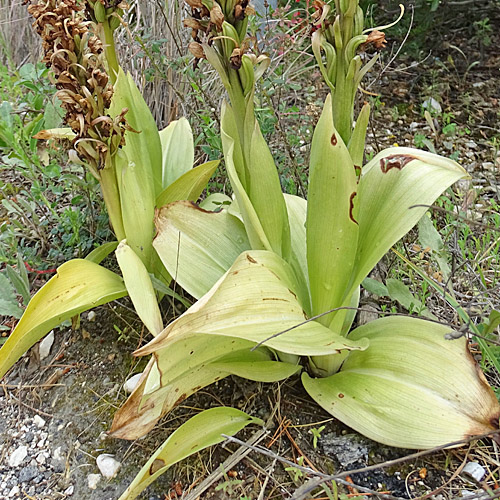 Mastorchis / Himantoglossum robertianum