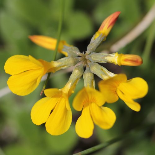 Schopfiger Hufeisenklee / Hippocrepis comosa