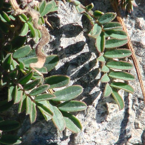 Schopfiger Hufeisenklee / Hippocrepis comosa