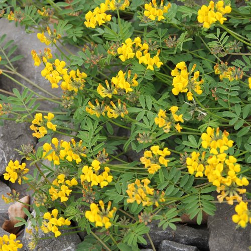 Schopfiger Hufeisenklee / Hippocrepis comosa