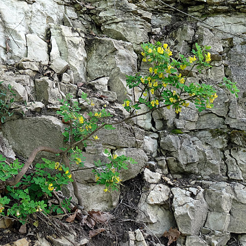 Strauchwicke / Hippocrepis emerus