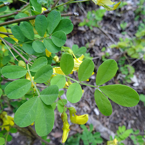 Strauchwicke / Hippocrepis emerus