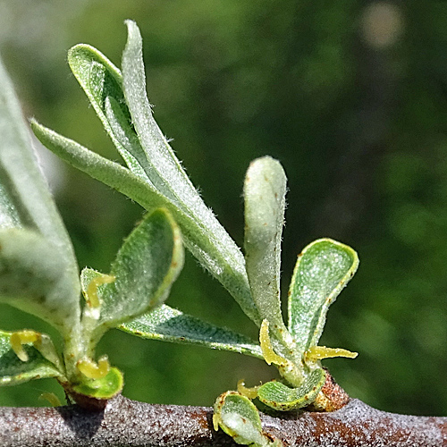 Sanddorn / Hippophae rhamnoides