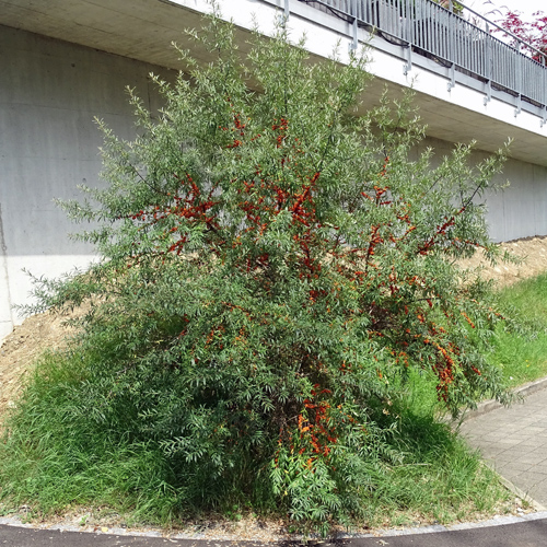 Sanddorn / Hippophae rhamnoides