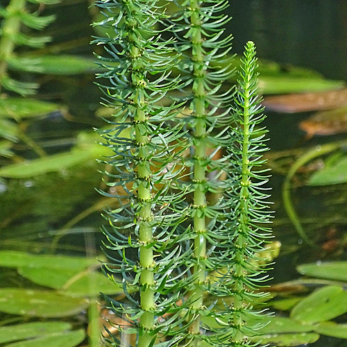 Tannenwedel / Hippuris vulgaris