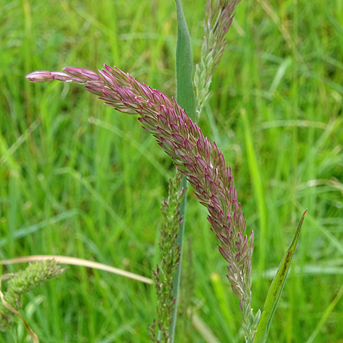 Wolliges Honiggras / Holcus lanatus