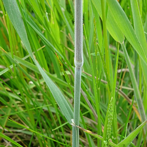 Wolliges Honiggras / Holcus lanatus