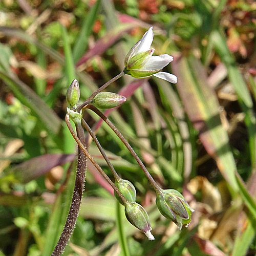 Spurre / Holosteum umbellatum