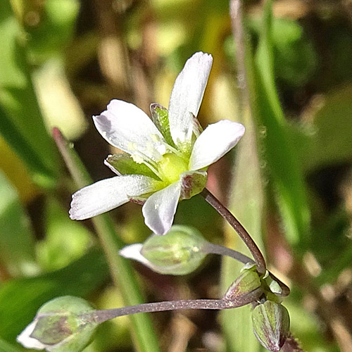 Spurre / Holosteum umbellatum