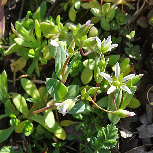 Spurre / Holosteum umbellatum