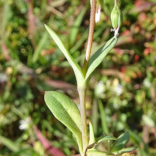 Spurre / Holosteum umbellatum