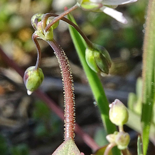 Spurre / Holosteum umbellatum