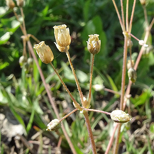 Spurre / Holosteum umbellatum