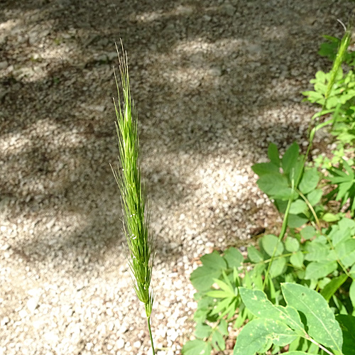 Waldgerste / Hordelymus europaeus