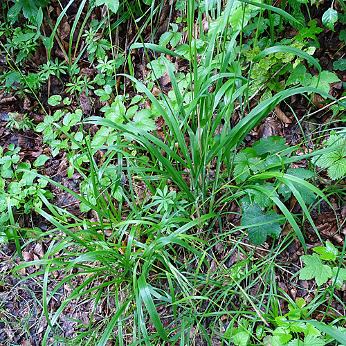 Waldgerste / Hordelymus europaeus