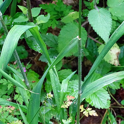 Waldgerste / Hordelymus europaeus