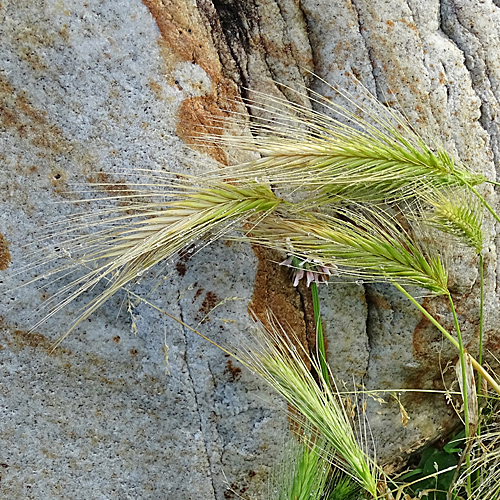 Mäuse-Gerste / Hordeum murinum