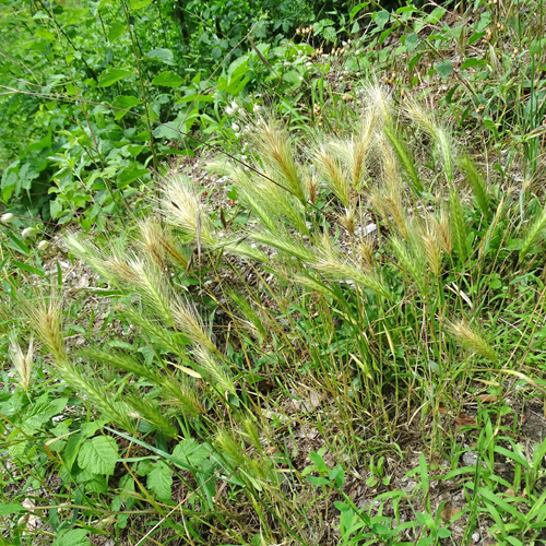 Mäuse-Gerste / Hordeum murinum