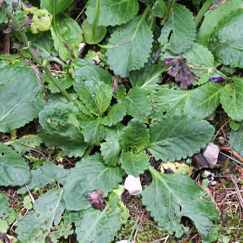 Drachenmaul / Horminum pyrenaicum