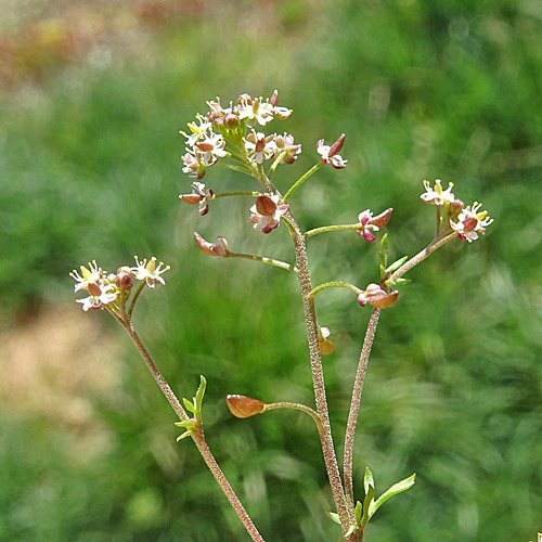 Steinkresse / Hornungia petraea