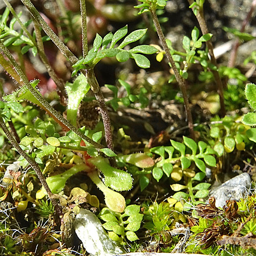 Steinkresse / Hornungia petraea