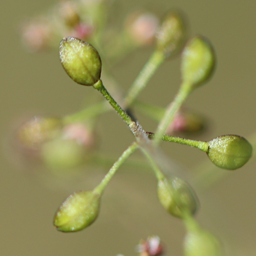 Steinkresse / Hornungia petraea