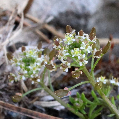 Steinkresse / Hornungia petraea