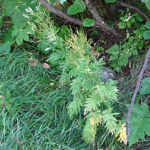 Farnrauke / Hugueninia tanacetifolia