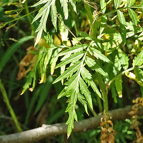 Farnrauke / Hugueninia tanacetifolia