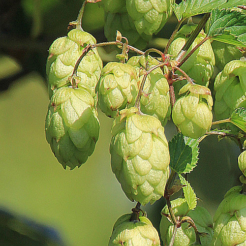 Hopfen / Humulus lupulus