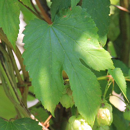 Hopfen / Humulus lupulus