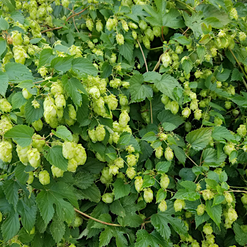 Hopfen / Humulus lupulus