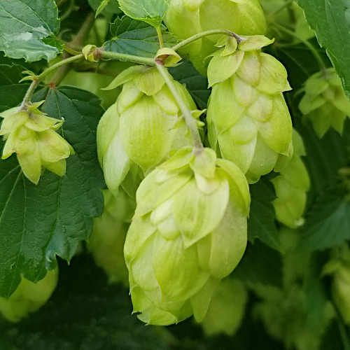 Hopfen / Humulus lupulus