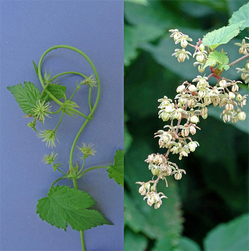 Hopfen / Humulus lupulus