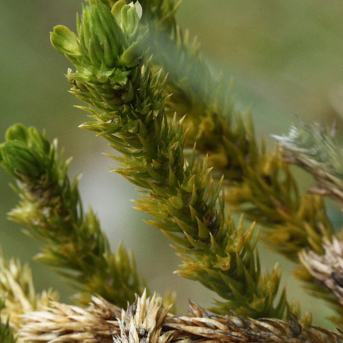 Tannenbärlapp / Huperzia selago