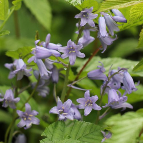 Bastard-Hasenglöckchen / Hyacinthoides hispanica x non-scripta