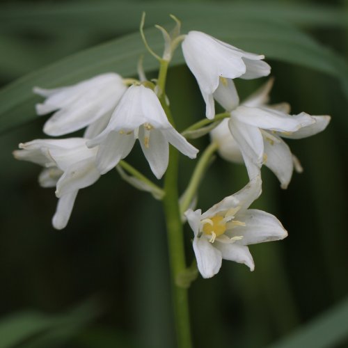 Bastard-Hasenglöckchen / Hyacinthoides hispanica x non-scripta