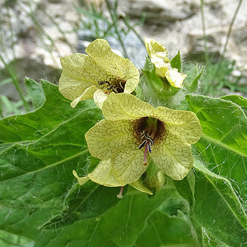 Schwarzes Bilsenkraut / Hyoscyamus niger