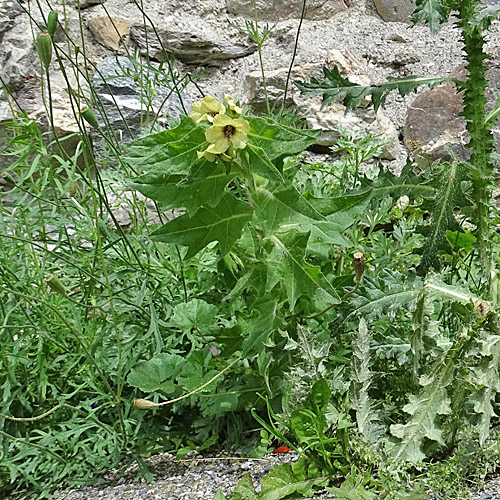 Schwarzes Bilsenkraut / Hyoscyamus niger