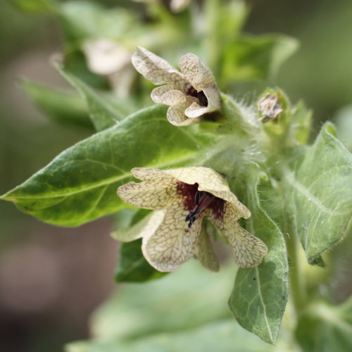 Schwarzes Bilsenkraut / Hyoscyamus niger