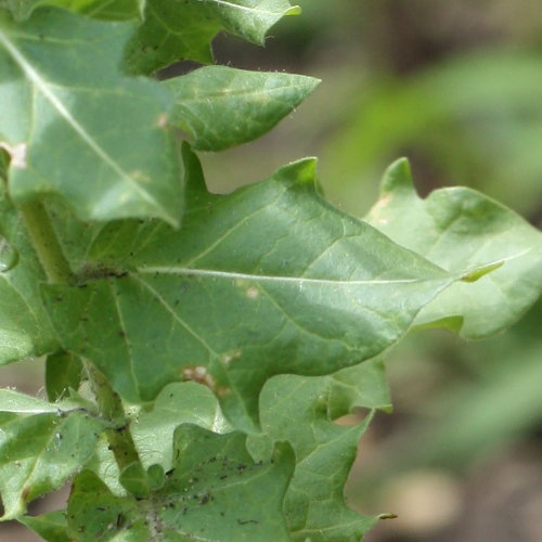 Schwarzes Bilsenkraut / Hyoscyamus niger