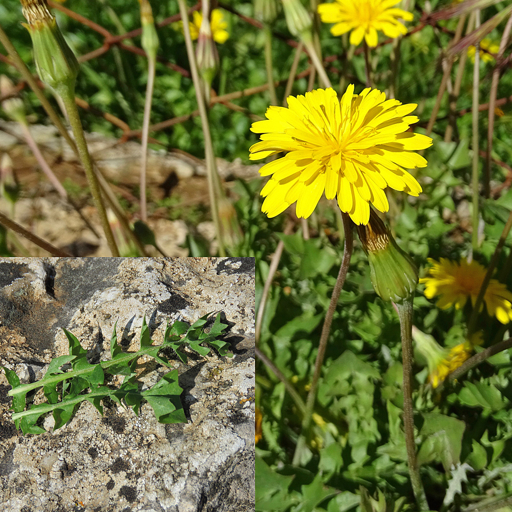 Strahliger Schweinssalat / Hyoseris radiata